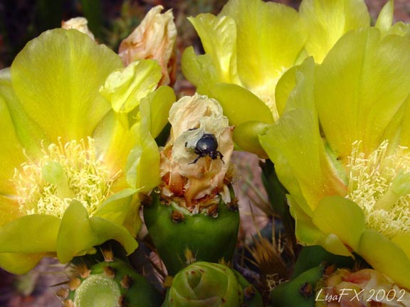 Emerging_Beetle wb.jpg