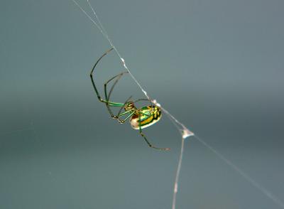 Spider_0654.jpg