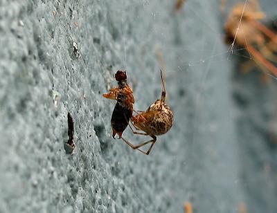 Spider meal_0794.jpg