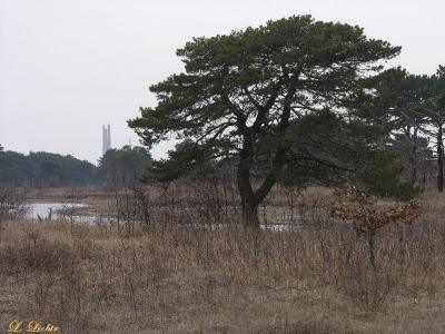 in_the_dunes_2