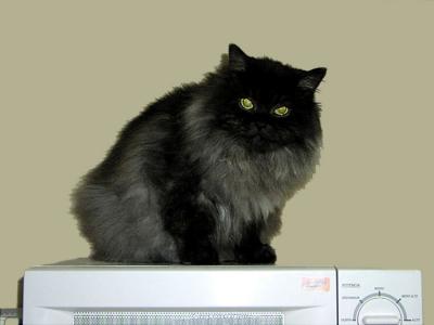 Microwave Cat