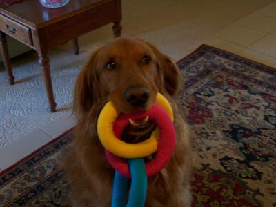 Chip with his new toy from Santa