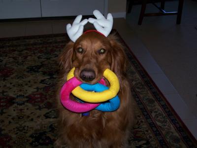 Reindeer Chip Reporting for Duty