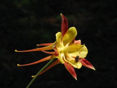 Columbine & Wild Bee