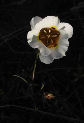 Mariposa Lily