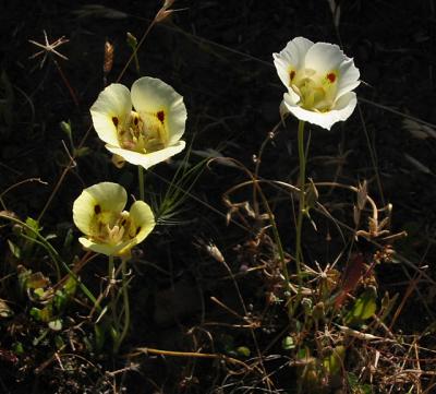 Three Lilies