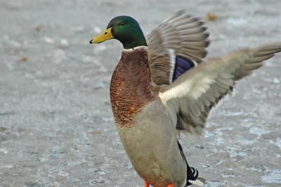 DSC_2724.jpg