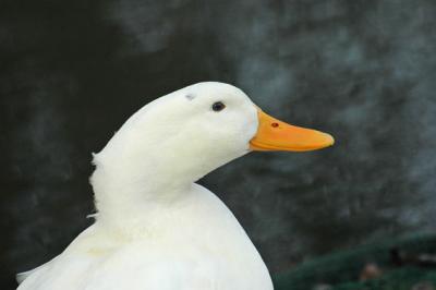DSC_2741.jpg