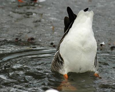 DSC_2743.jpg