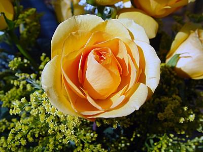 Yellow Funeral Rose