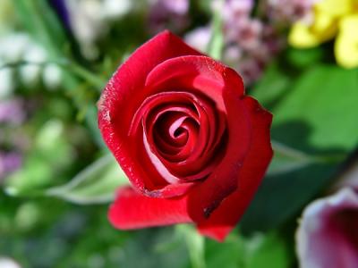Red Funeral Rose