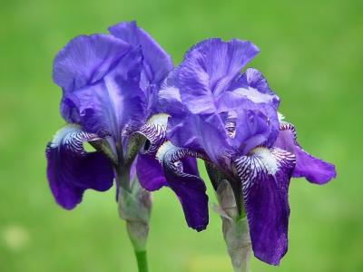 Twin Irises