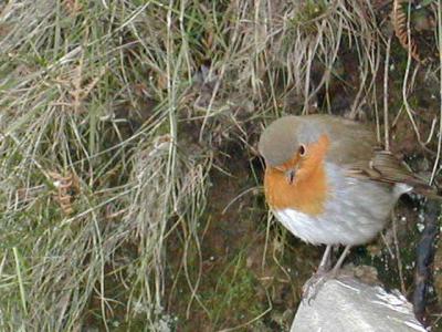 u10/loveartblues/medium/12360364.Robin1LanglandJan2003.jpg