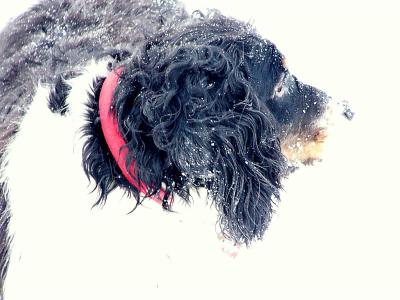 Bailey in the snow
