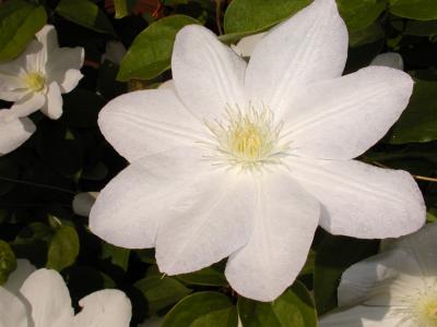 Clematis