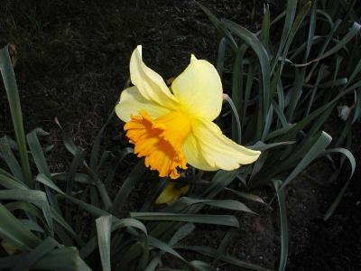 Single Daffy