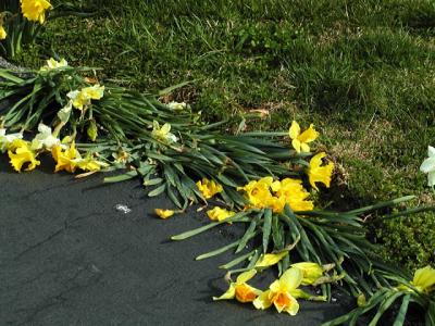 RunOver.0428