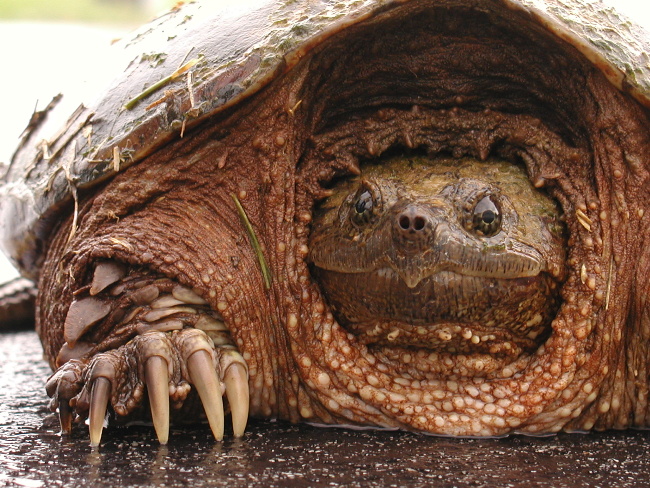 SnappingTurtle.1536