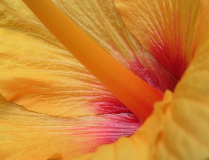 u10/ludo_verhoeven/upload/1904438.yellow_110.jpg