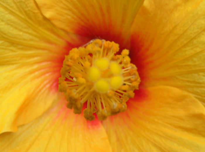 u10/ludo_verhoeven/upload/1904440.yellow_130.jpg