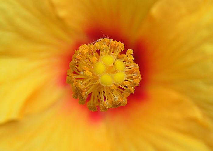 u10/ludo_verhoeven/upload/1904441.yellow_140.jpg
