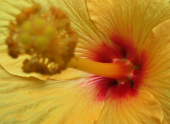 u10/ludo_verhoeven/upload/1904442.yellow_150.jpg