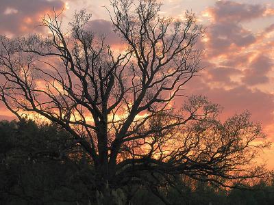 Old oak tree