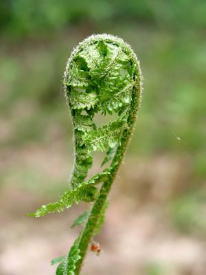 Young fern