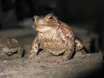 Toad