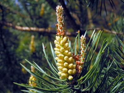 Pine 2