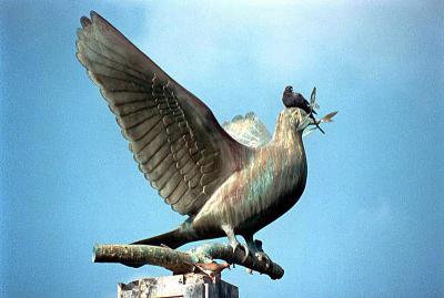 Pigeons