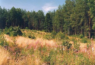 Forrest's maedow