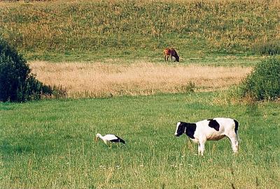 Pasture
