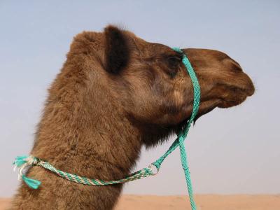 camel