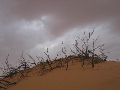 desert1