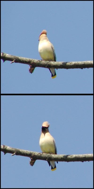 Cedar waxwing