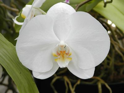 Phalenopsis White Orchid