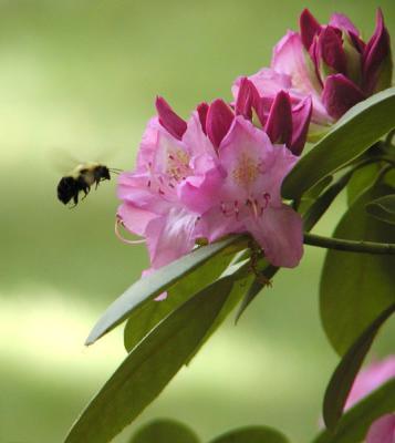 Bumble Bee at the Rhododendron