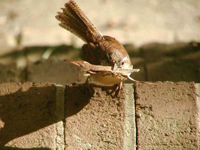 Carolina Wren