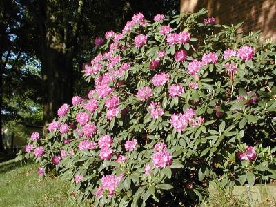 Rhododendrons in Bloom
