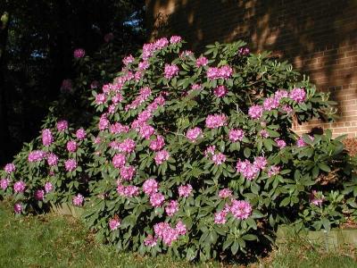 Rhododendrons in Bloom (#2)