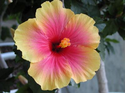 Tropical Hibiscus