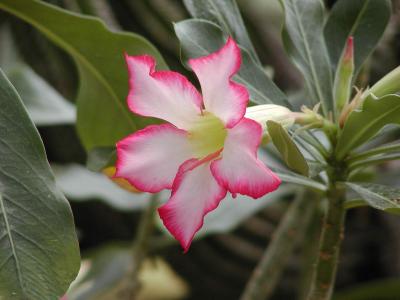 Adenium obesum (The Desert Rose)