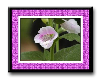 Foxglove