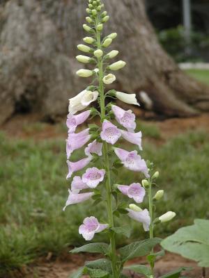 Foxglove