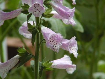 Foxglove
