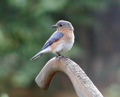 Female Bluebird