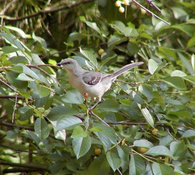 Mockingbird in berry bush