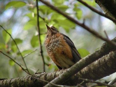 Juvenile Robin