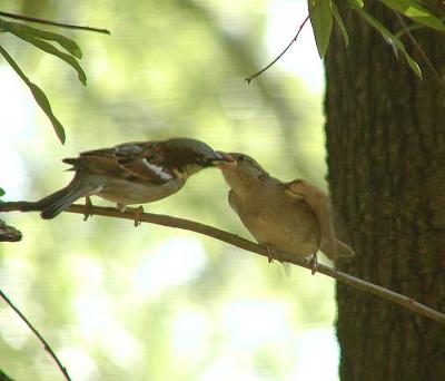 English Sparrow feeding the baby